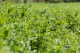 Linsen Red Flash grünes Feld, Nahaufnahme, einjährige, trockenheitstolerante Linse Red Flash zur Nahrungsmittelproduktion – robuste Hauptfrucht mit stabilen Erträgen, ideal für humusfördernden Anbau auf kalkreichen Böden