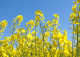 Blühendes Rapsfeld als Symbol für gesunden Rapsanbau mit RapsPro gegen Floh Öko – Klee-Mischung zur Flohabwehr und Winterbegrünung im ökologischen Landbau