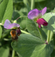 Futtererbse Sommer