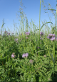 viterra Universal 25kg, grün zugewachsene Fläche mit Kleeblüten und lila Phacelia, insektenfreundlich, universell einsetzbar, auch in trockenen Lagen