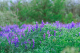 Blühende Winterwicke (Vicia villosa) mit zottigen Blättern und violetten Blüten, die den Boden bedeckt.