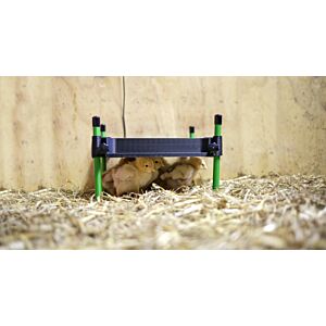 Küken sitzen unter einer erhöhten Wärmeplatte im Strohstall