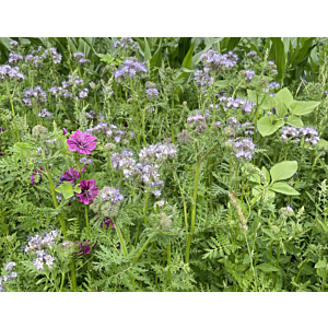 blühende Bio Buntbrachemischung mehrjährig NRW - vielfältige Blühmischung mit hohem Leguminosenanteil zur Förderung der Biodiversität, ideal für Blühstreifen und Vertragsnaturschutzflächen