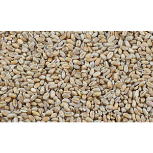 Futterweizen 25kg