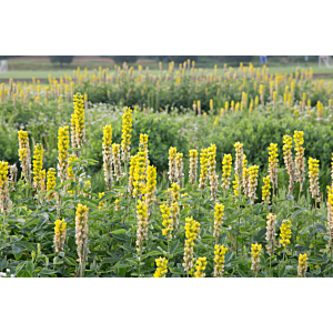 Feld mit Gelben Lupinen – eiweißreiche Hauptfrucht zur Stickstoffbindung, geeignet für nährstoffarme Sandböden mit niedrigen pH-Werten