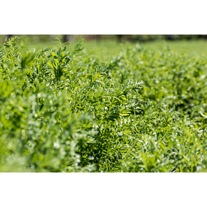 Linsen Red Flash grünes Feld, Nahaufnahme, einjährige, trockenheitstolerante Linse Red Flash zur Nahrungsmittelproduktion – robuste Hauptfrucht mit stabilen Erträgen, ideal für humusfördernden Anbau auf kalkreichen Böden