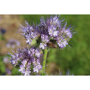 blühende Phacelia Blüte mit Biene, nematodenneutrale und insektenfreundliche Mischung