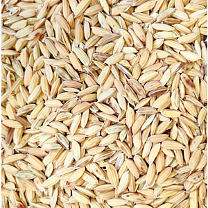 helle Körnermischung von Vanrobaeys Taubenfutter Paddy-Reis, ungeschälter Paddy-Reis als energiereiches und leicht verdauliches Taubenfutter mit hohem Rohfaseranteil