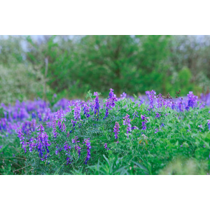 Blühende Winterwicke (Vicia villosa) mit zottigen Blättern und violetten Blüten, die den Boden bedeckt.
